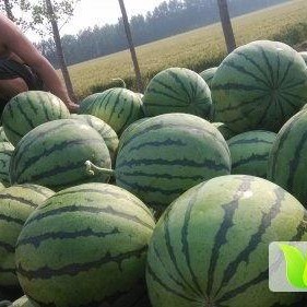 怀仁网红大瓜最新消息,揭秘背后惊人真相，网友热议不断！